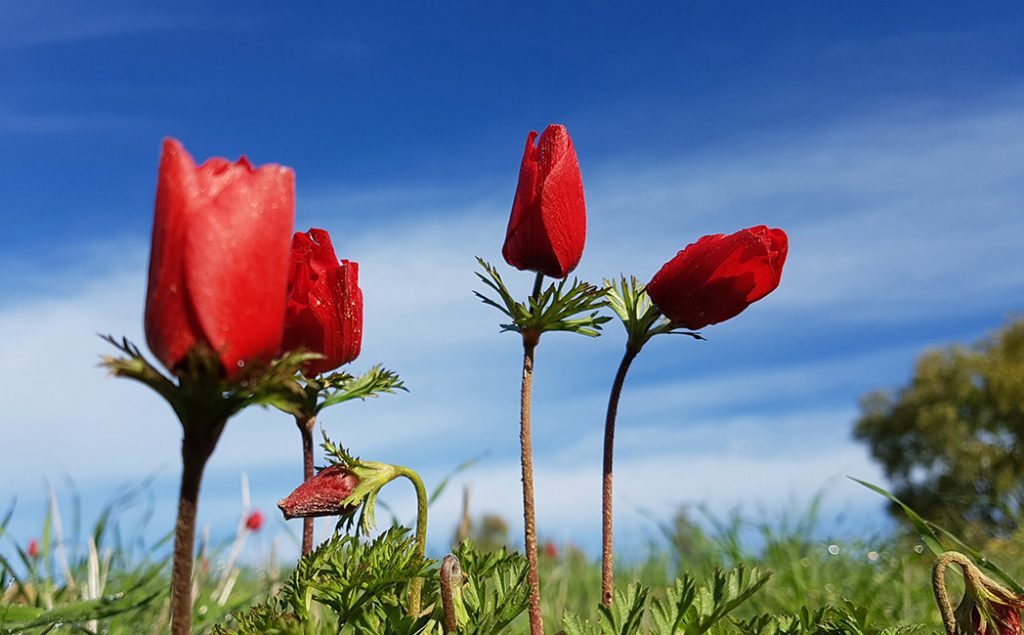כלניות, תמונה של רועי עידן