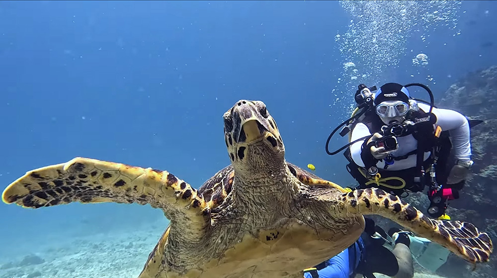 ספארי צלילה וטבע באיי סיישל