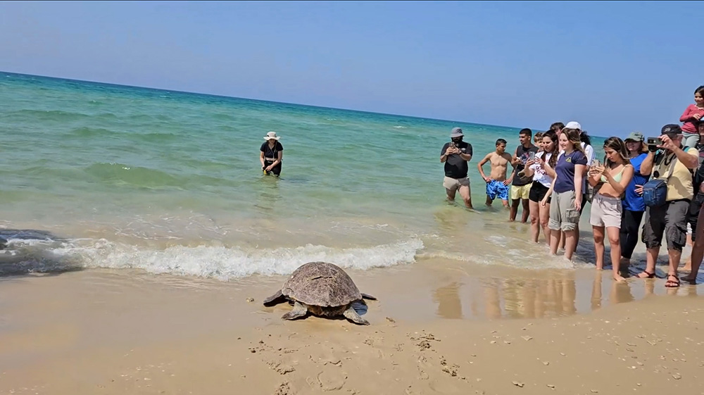 מסע ההצלה של צבי הים